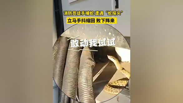 5月11日,浙江杭州,消防员徒手捕蛇,遭遇"蛇探头",瞬间手抖缩回,败下阵