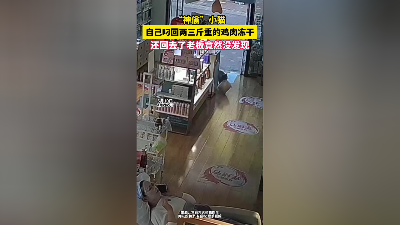 神"偷"小猫咪,自己叼回两三斤重鸡肉冻干,老板甚至都没发现