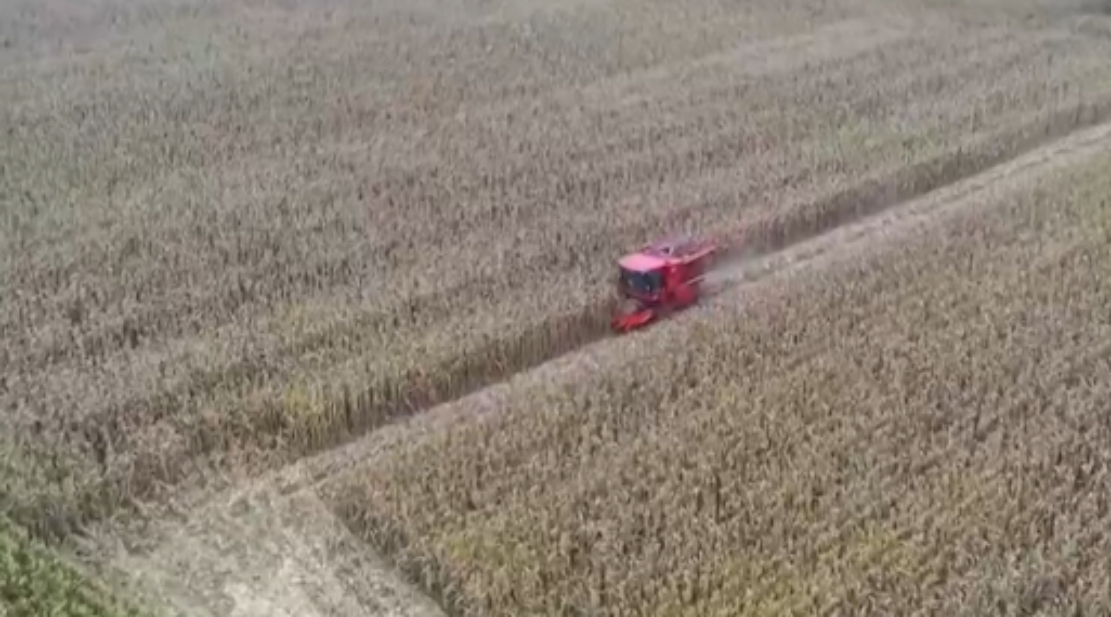 全球三大粮食作物 k3550movdc3_hz.jpg