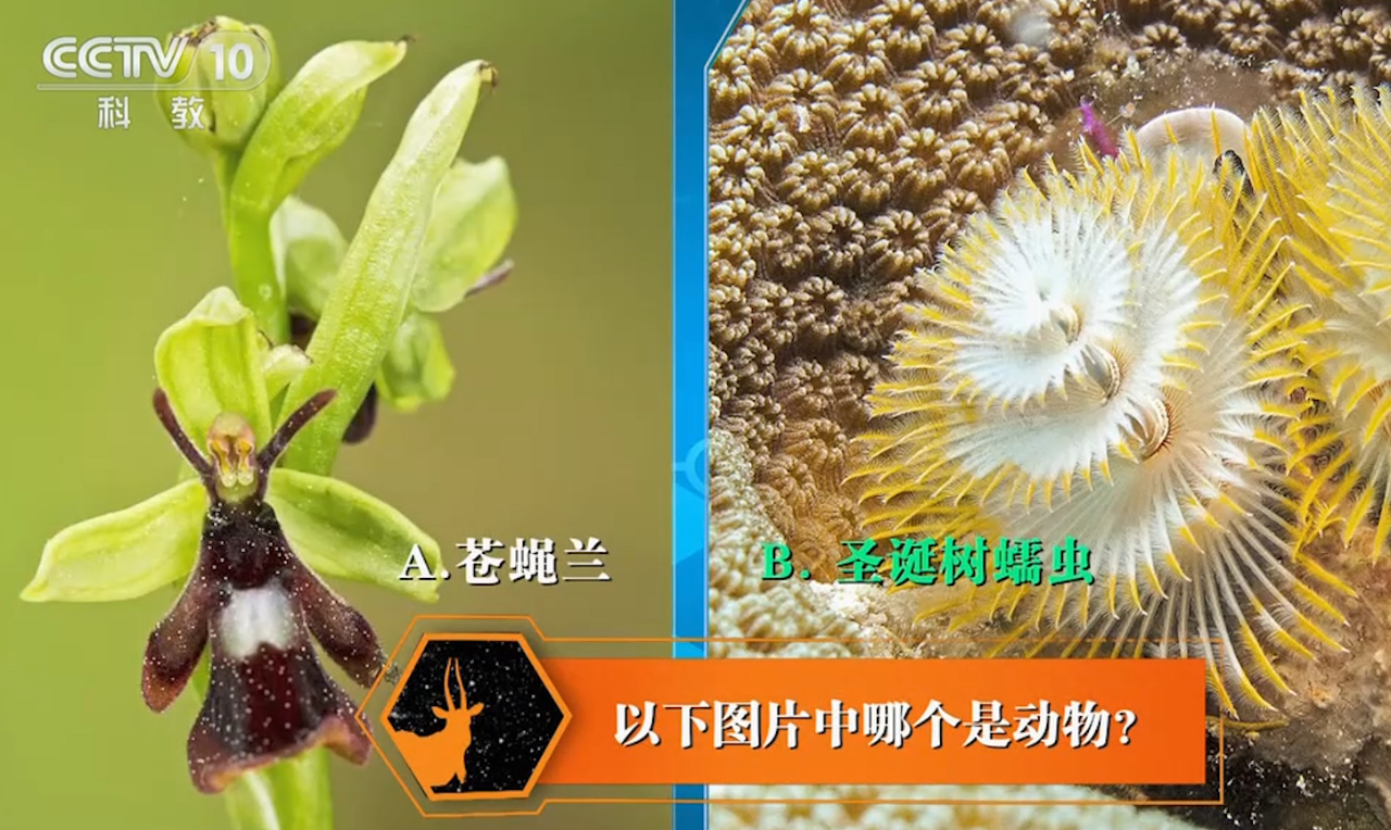 苍蝇兰和圣诞树蠕虫,这两种生物,哪个是动物呢?