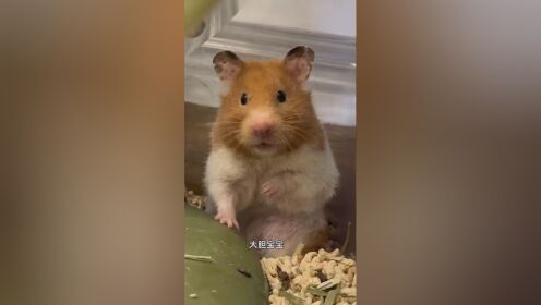 洗得好敷衍 #金丝熊日常 #养鼠日常分享 #艾特你想艾特的人