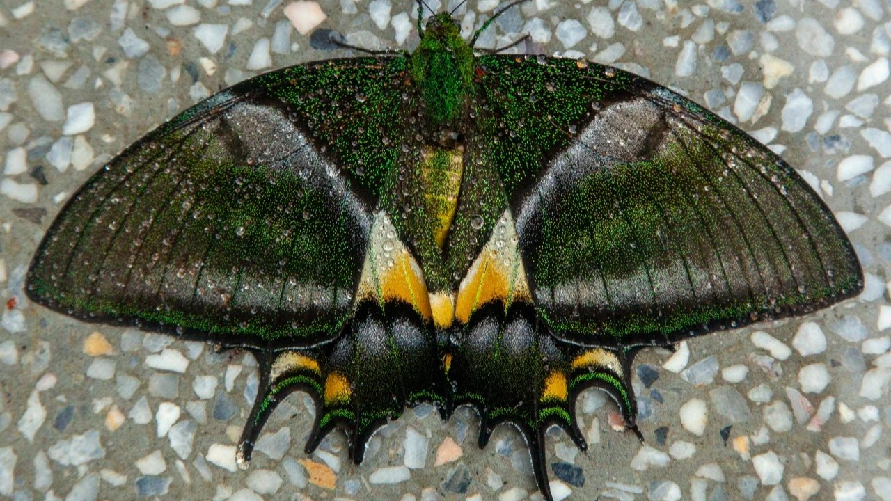 国家一级保护野生动物金斑喙凤蝶再现车八岭保护区