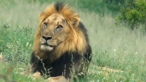 唯一坑过索罗的雄狮,雄狮希尔达详解