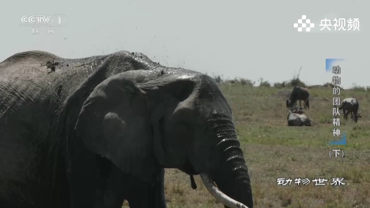 童年综艺回忆杀丨狮群想打小象的主意,不料激怒象群,被打的落荒而逃