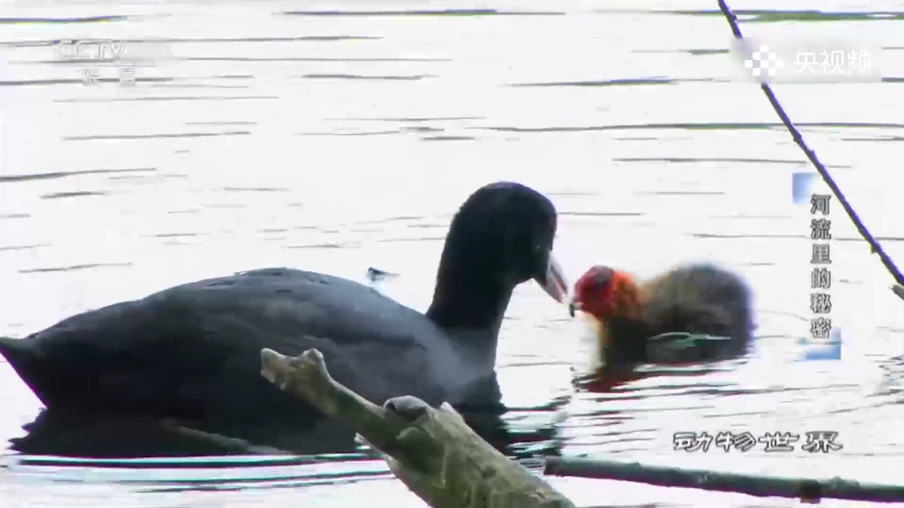 童年综艺回忆杀丨白骨顶鸡在水面捕猎,照顾刚出生的雏鸟,两鸟碰头太