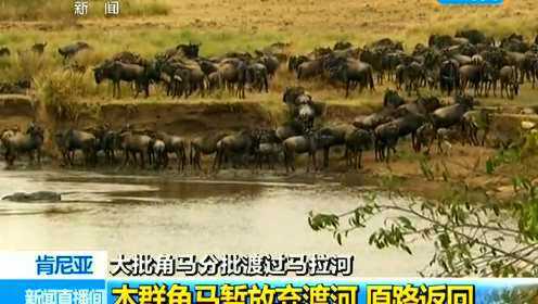 肯尼亚 东非野生动物大迁徙 大批角马正在度过马拉河
