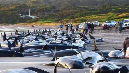澳大利亚200多头鲸鱼集体搁浅 众人接力舀水施救