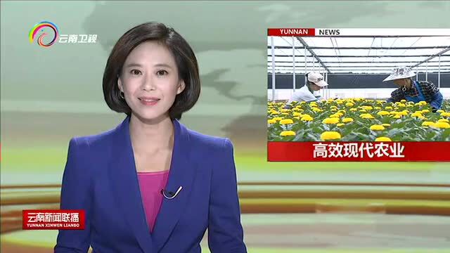 开远 释放农业新活力 打造红河新名片