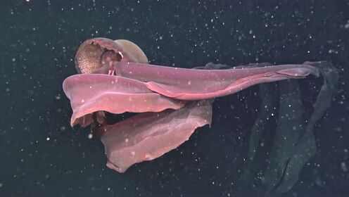 深海最恐怖的生物:冥河水母极像"摄魂怪" 体长可达9米