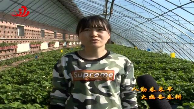 富锦:因地制宜谋发展 棚室种植效益好