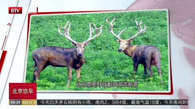 北京麋鹿野放鄱阳湖添新景