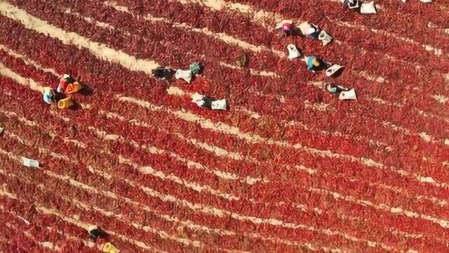 从太空看中国戈壁滩晒辣椒 场面壮观一片火红