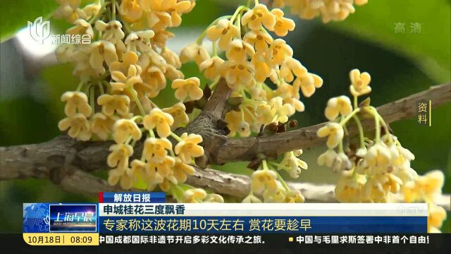 申城桂花三度飘香 专家称这波花期10天左右 赏花要趁早