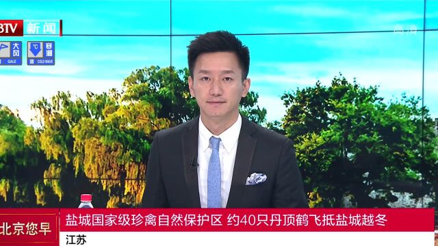 江苏 盐城国家级珍禽自然保护区 约40只丹顶鹤飞抵盐城越冬