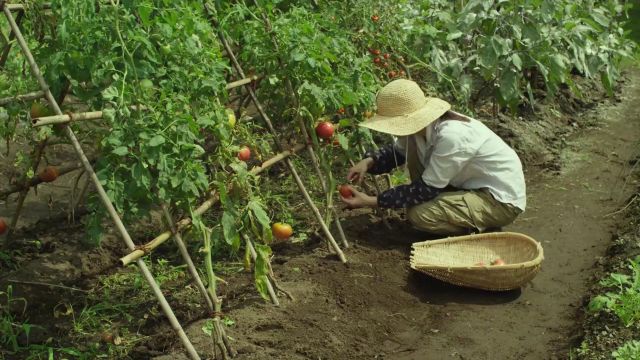 小森林夏秋篇精彩片段