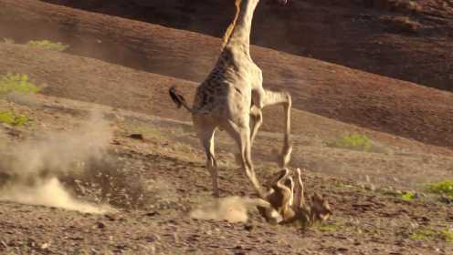 地球脉动 第2季：“史上最惨狮子”被长颈鹿一脚踢翻在地