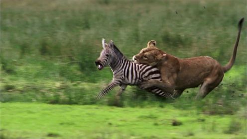 惊险！草原狮子捕食斑马