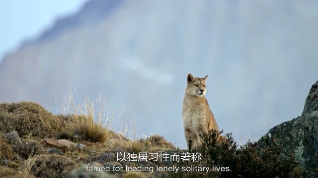 揭秘野外纪实摄像机安放点