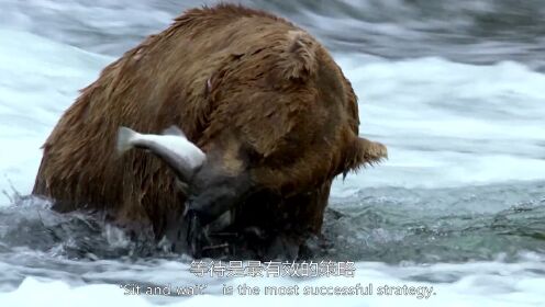 超萌！熊崽在岸边观摩学习妈妈捕鱼