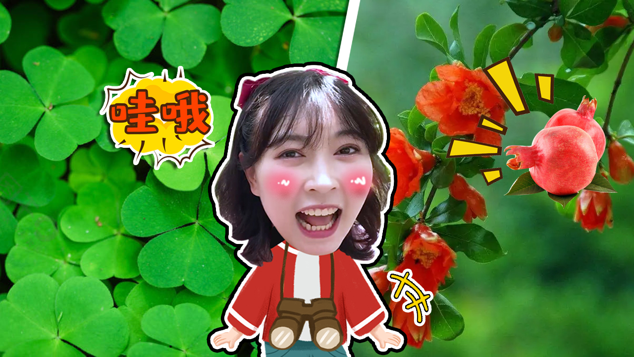 奇探队长：农场劳动季 46集