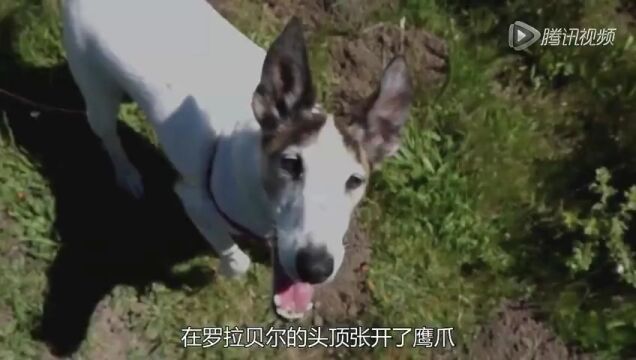 狗心高光片段