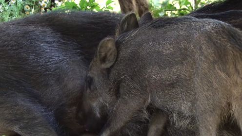 大场面！野猪群浩浩荡荡组团觅食