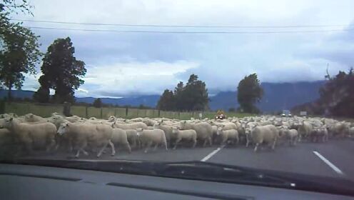 好壮观羊群！