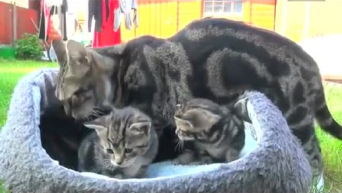 猫妈妈生小猫和养育全过程 六只小猫 太可爱了！