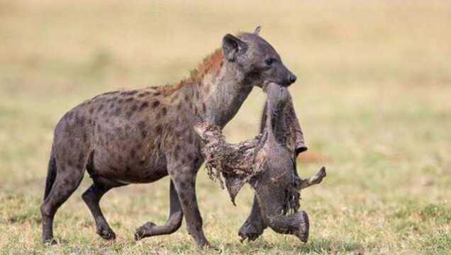 非洲二哥斑鬣狗