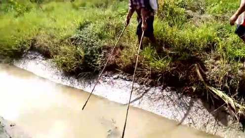越南男子在小水沟里电鱼
