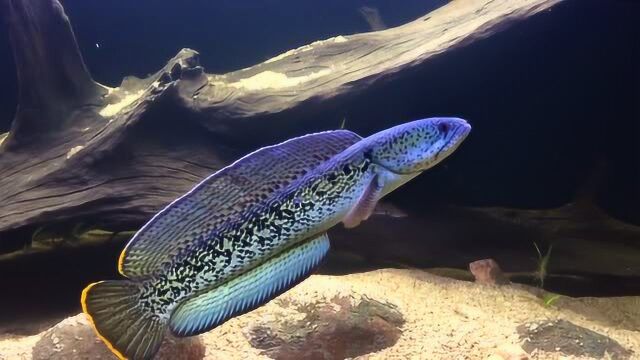 大型观赏鱼中的梦幻品种巴卡雷龙
