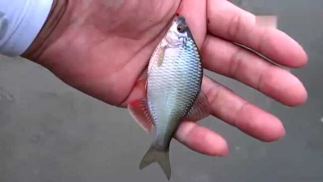 鳑鲏鱼又叫牛屎鲫挺漂亮