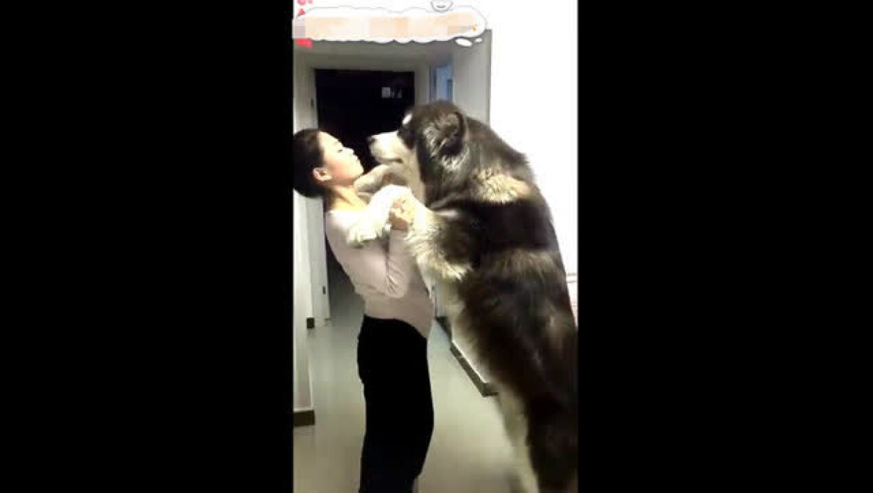 宠物狗狗吃播声控！博美犬吃韩国泡菜 牛肉炸酱面，简直萌化了！