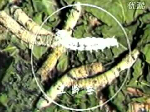 家蚕的一生发育_腾讯视频