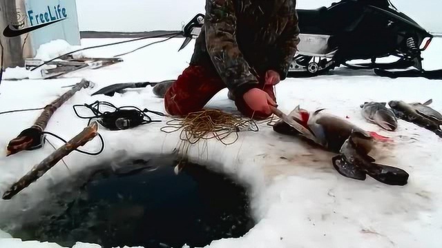 俄罗斯人用小鱼当饵,悬垂钓法在冰窟窿里钓鱼,收获喜人