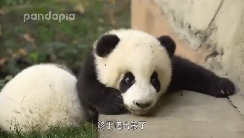 熊猫大妮小妮成长记，熊猫宝宝萌化了