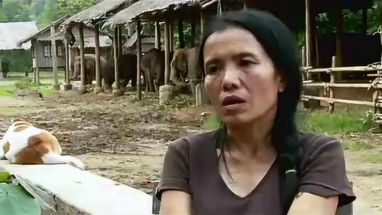 太残忍！我们在泰国骑大象的背后，真相竟然如此黑暗！