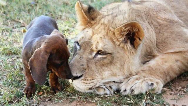 雄狮与小狗相亲相爱 竟然还上演"法式热吻"