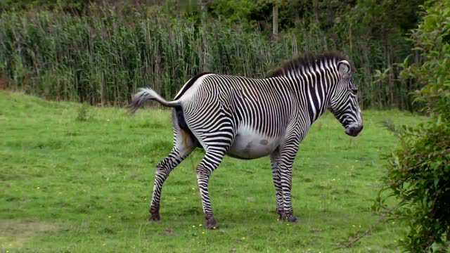 动物园斑马宝宝出生全过程