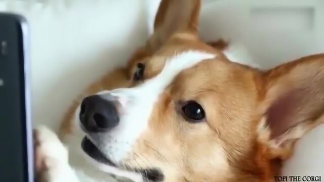 奥斯卡最佳男主角尼古拉斯柯基