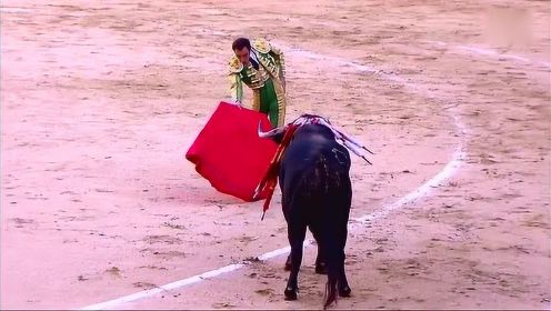 西班牙斗牛 斗牛士满身都是这头牛留下的血 下一刻就等待被宰杀