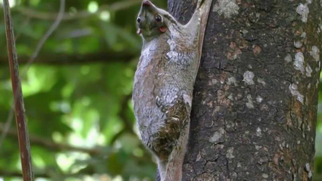 奇特鼯猴像鼠一样,爬树速度慢却会"飞翔"_高清1080p在线观看平台_腾讯
