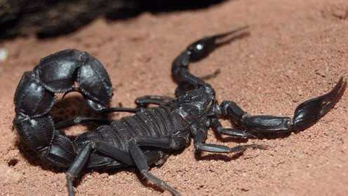 全球最毒蜘蛛大战毒蝎子,胜负竟出人意料!_腾讯视频