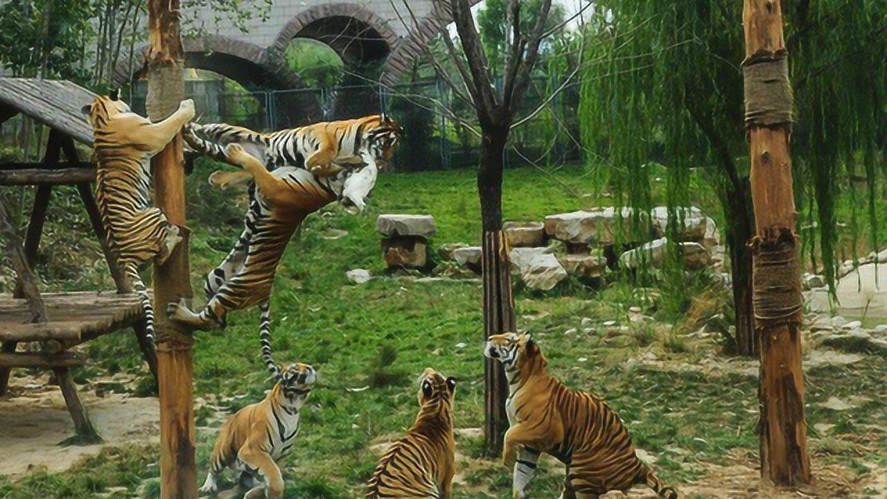 珍惜影像:野外遇到老虎爬树是个错误的选择_腾讯视频