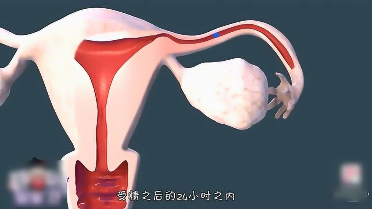 不孕不育科张娟医生01:15怀孕后,孕妇不能吃的食物大全,不要中招哦!