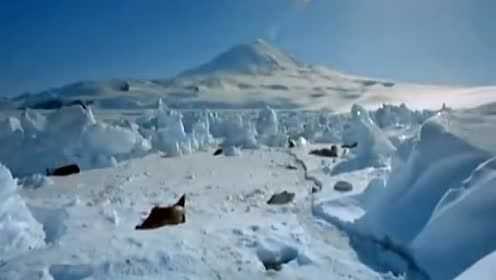 征服南极极点的人阿蒙森和他的对手斯科特挑战冰天雪地南极洲