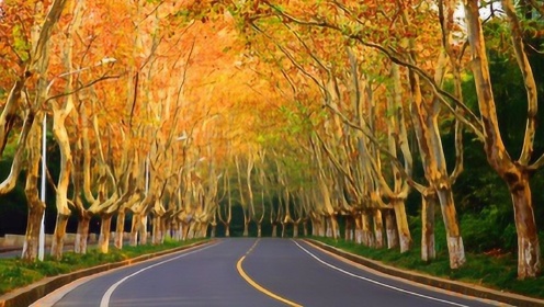 家乡|南京风景最美的公路，树上都是金叶子
