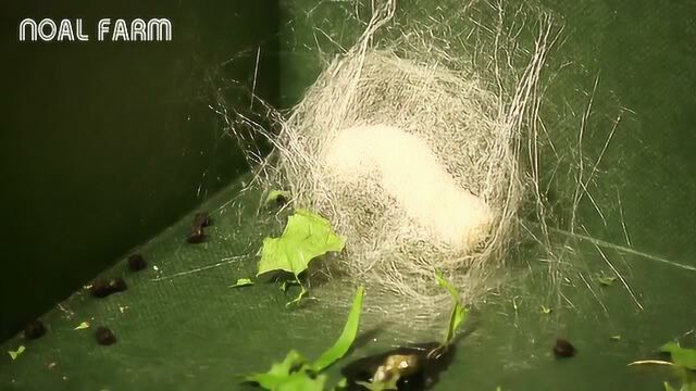 蚕作茧自缚的过程,抽蚕丝都是手动找头,整个过程很难见到