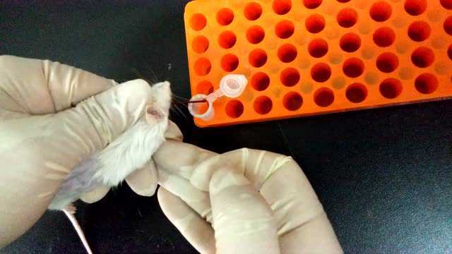 小鼠眼底静脉丛采血