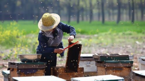重庆美女下乡割蜂蜜！造土货！